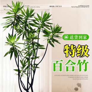 百合竹客厅盆栽大绿植精品高端老桩高级感旺宅室内四季常青好养