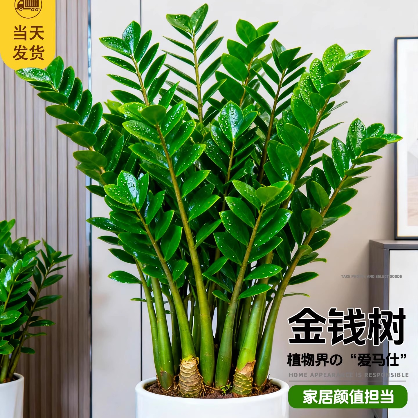 金钱树客厅盆栽大植物室内摆件招财旺宅送礼大型绿植四季常青好养