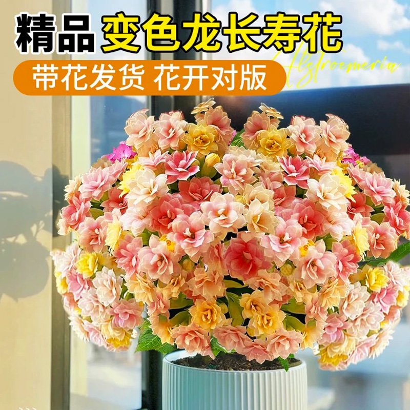 【特大重瓣长寿花带花苞】多色花卉室内阳台好养耐热耐寒四季开花