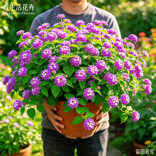 五彩花马缨丹盆栽五色梅阳台庭院四季开花易活耐热观赏绿植花卉