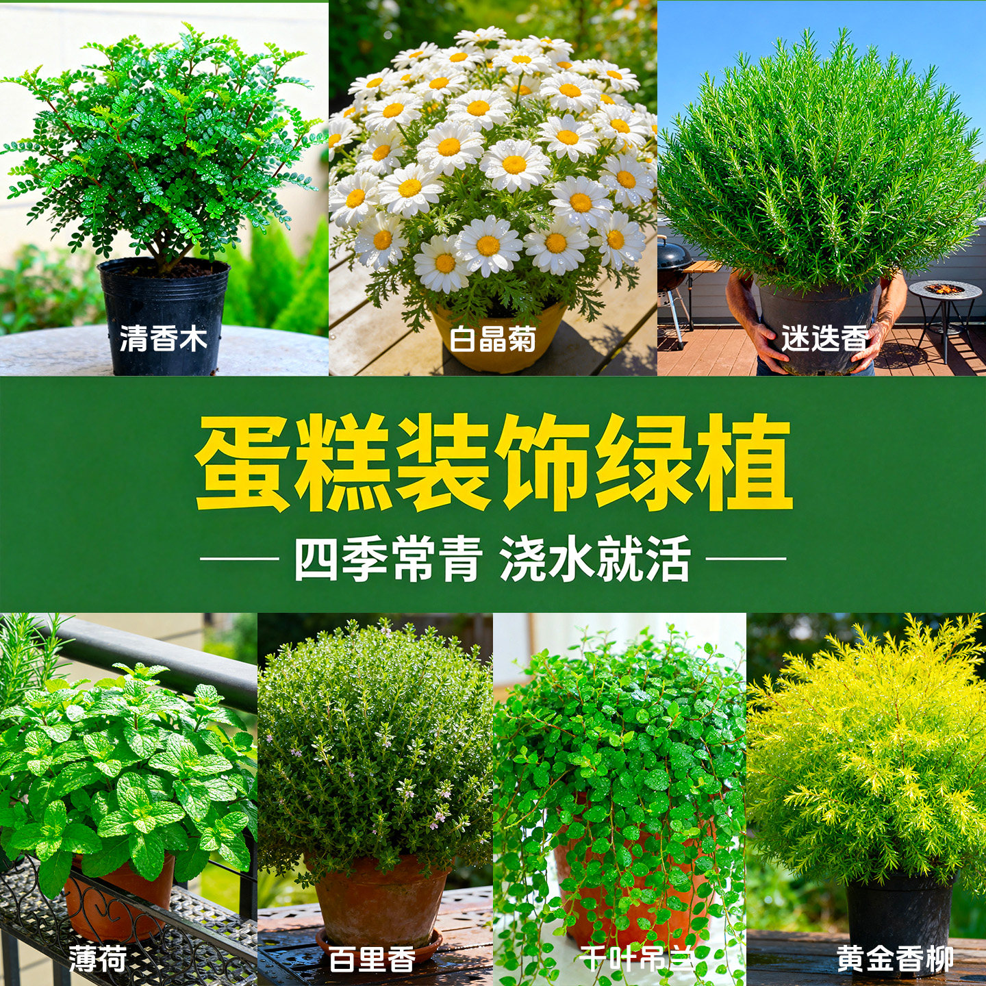 蛋糕装饰绿植盆栽千叶吊兰烘焙植物可食用清香木薄荷摆盘花草常青