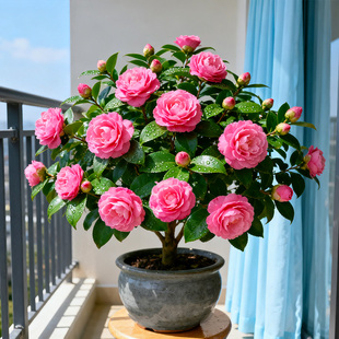 山茶花树苗大苗带花苞四季开香妃茶花香水庭院植物名贵老桩花盆栽