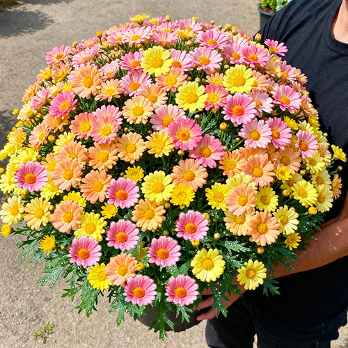 特别容易爆花的品种玛格丽特菊花