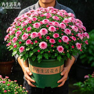 【1000朵花】千头菊花盆栽带花苞秋菊球菊多年生花耐耐热庭院阳台