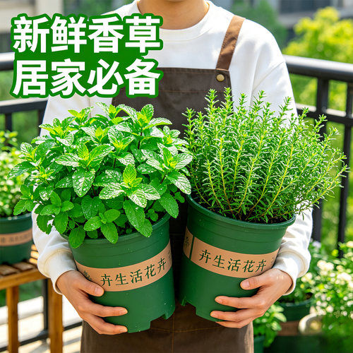 【西餐香料王】薄荷百里香盆栽迷迭香罗勒紫苏可食用香草阳台绿植