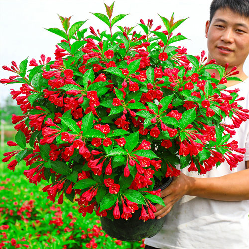 红王子锦带盆栽庭院开花灌木花卉阳台耐热耐寒多年生观赏绿植花苗