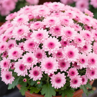 【超仙气】千头球菊花盆栽带花苞多季开花量大易爆盆阳台多年生