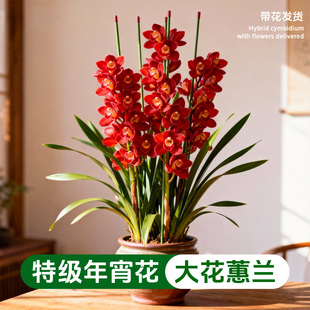 大花蕙兰盆栽带花苞精品兰花带花名贵金边兰浓香年宵花 大红袍