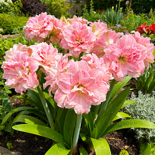 【开到过年】朱顶红盆栽带花苞荷兰种球开花植物室内外重瓣阿弗雷