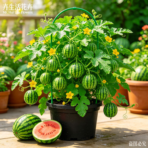 麒麟西瓜盆栽黑美人早熟挂果快庭院阳台新手友好食用水果种植苗