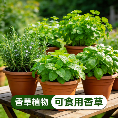 【可食用香草盆栽】薄荷迷迭香室内阳台西餐调味绿植好养香料植物