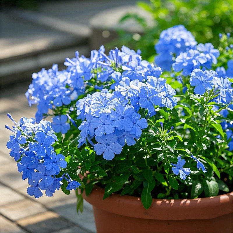 蓝雪花四季开花好看好养