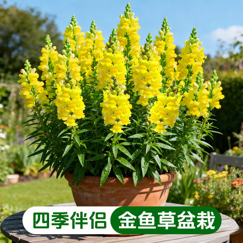 【四季伴侣】金鱼草花苗盆栽带花冬季开耐寒植物花园矮生花镜花卉
