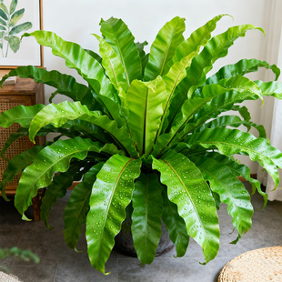 【大型】展叶鸟巢蕨盆栽老桩苗室内外观叶植物耐旱肾蕨霸王蕨客厅