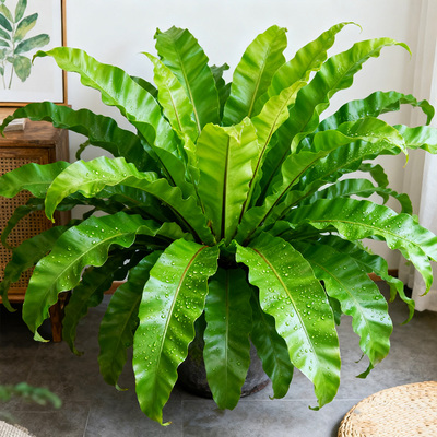 【大型】展叶鸟巢蕨盆栽老桩苗室内外观叶植物耐旱肾蕨霸王蕨客厅