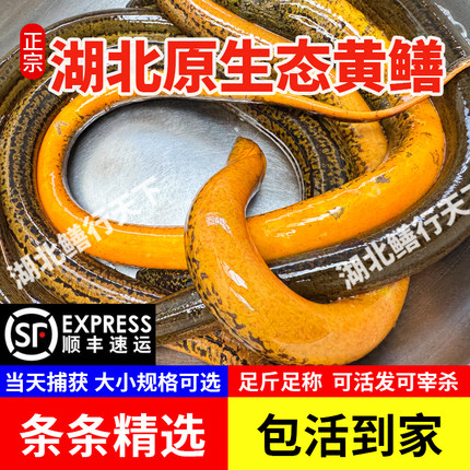 湖北仙桃黄鳝鲜活新鲜鳝鱼段野外捕捞稻田营养滋补食用3斤土鳝鱼