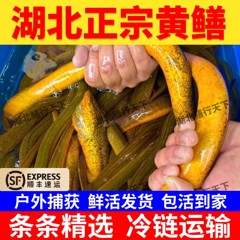 湖北黄鳝鱼鲜活土鳝鱼新鲜食用野外稻田捕捞鳝鱼营养滋补包活到家