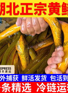 湖北黄鳝鱼鲜活土鳝鱼新鲜食用野外稻田捕捞鳝鱼营养滋补包活到家