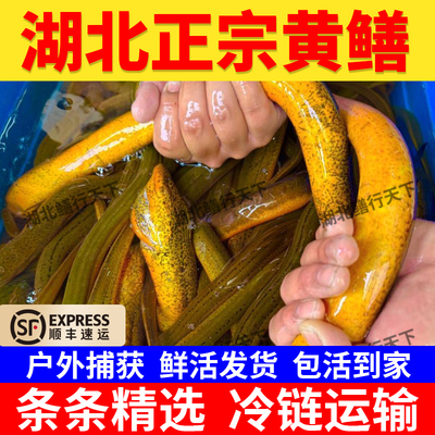 湖北黄鳝鱼鲜活土鳝鱼新鲜食用户外稻田捕捞鳝鱼营养滋补包活到家