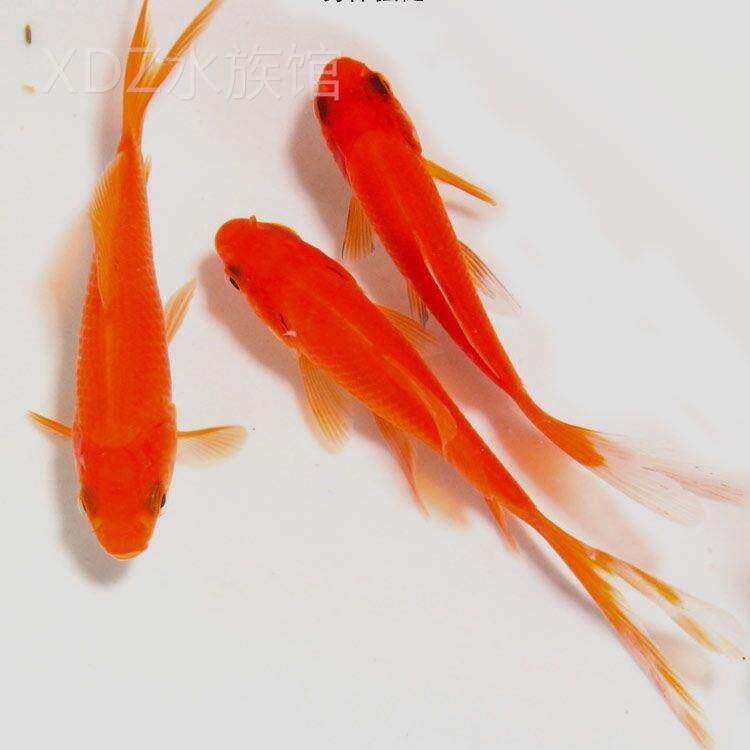 观赏鱼长尾草金鱼红草练手新手鱼懒小人鱼红锦鲫好养金活金鱼鱼苗