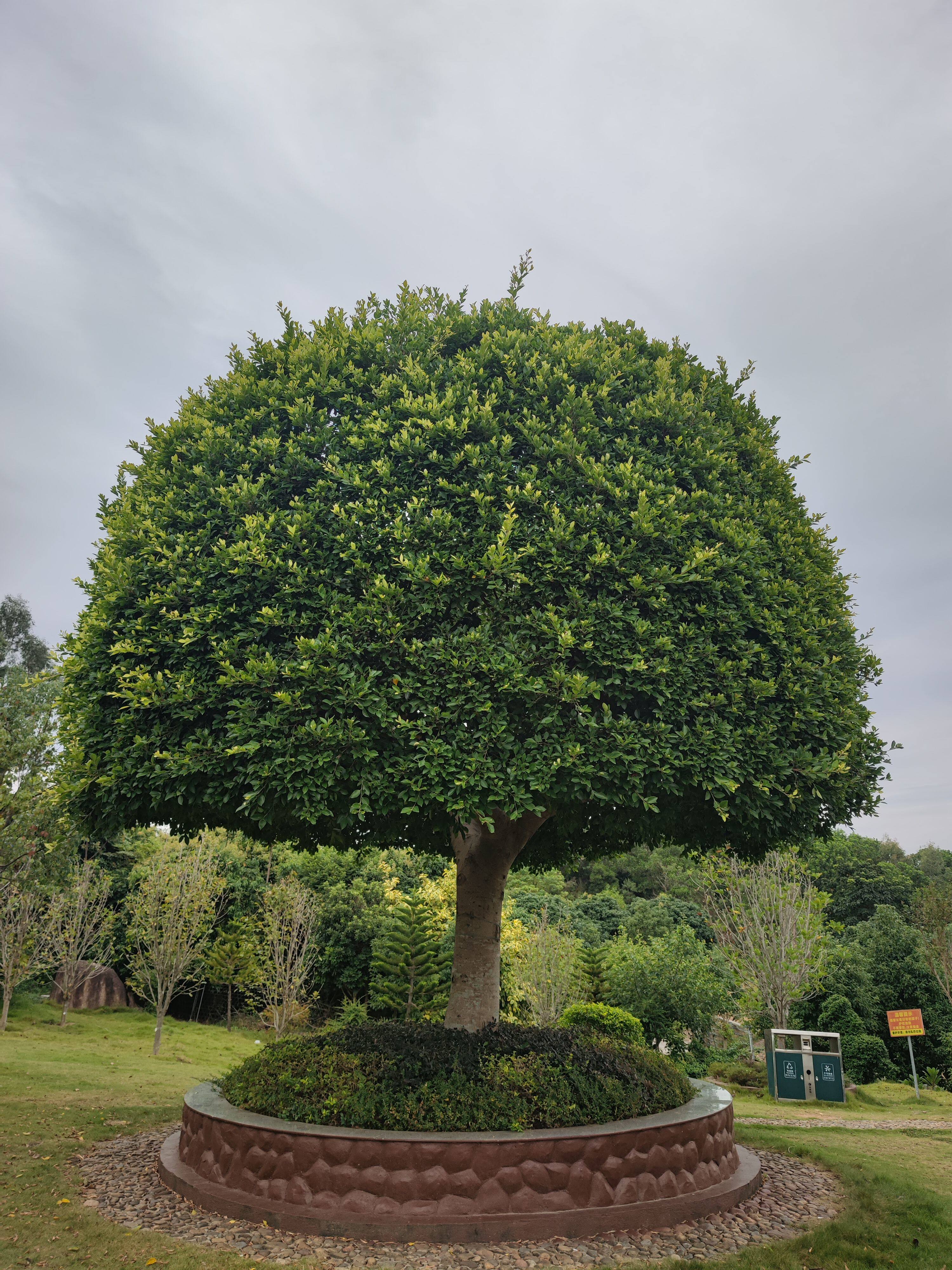榕树小叶榕榕树苗独木成林四季常青风景树室内外苗木庭院园林绿化