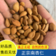 正宗生南杏仁干货承德原味甜杏仁新货广东汤料打豆浆煲水干果无硫