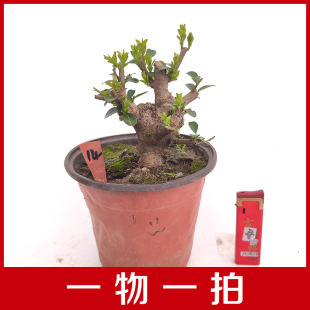 小叶冬青米冬盆景素材四季常青原盆原土发货一物一拍