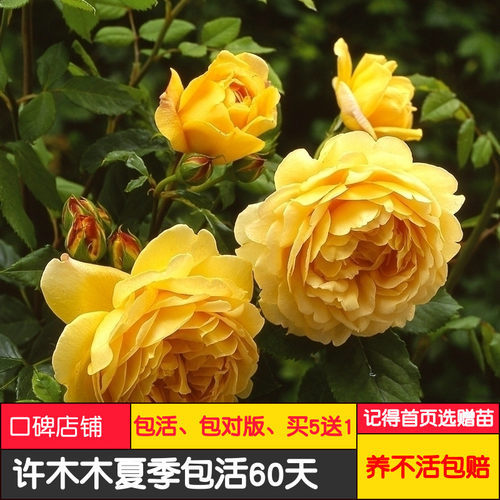黄金庆典大型藤本浓香花墙篱笆