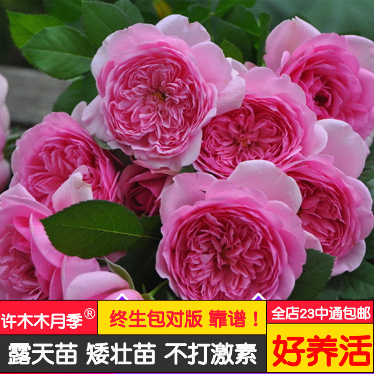 玫瑰月季大花灌木法国新品