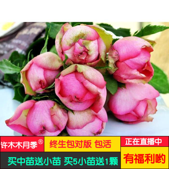 伊芙华尔兹之舞月季 灌木浓香切花健强抗病多季节重复开花-许木木