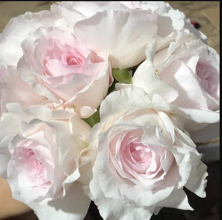 许木木月季玫瑰浓香大花