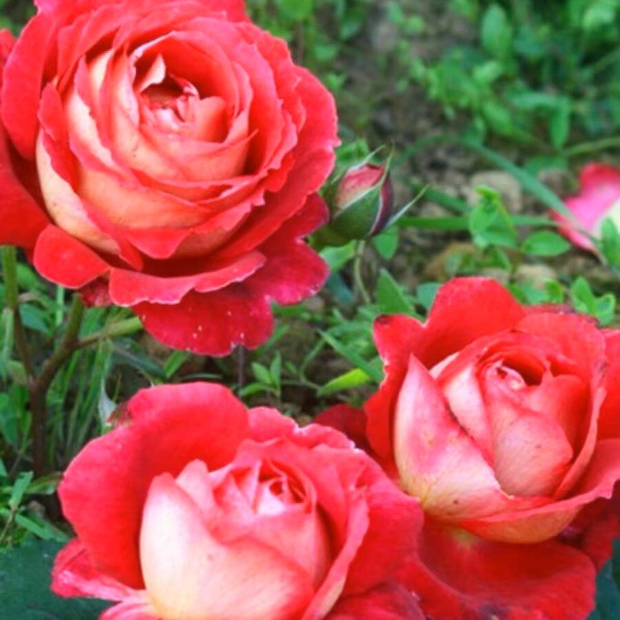 许木木月季玫瑰蔷薇复色