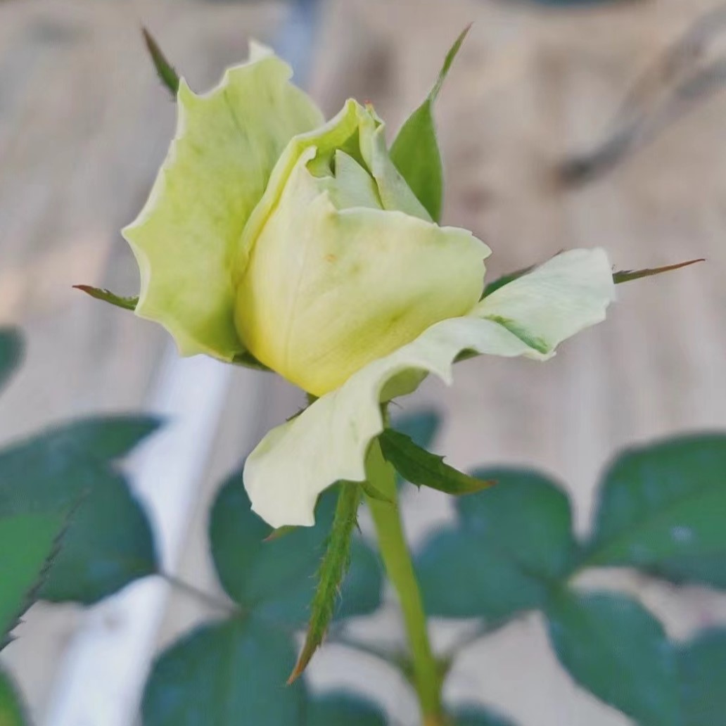 许木木玫瑰月季绿色多季节开花