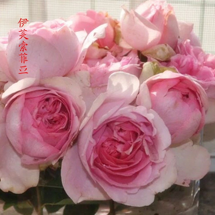 许木木月季玫瑰多季节开花大花