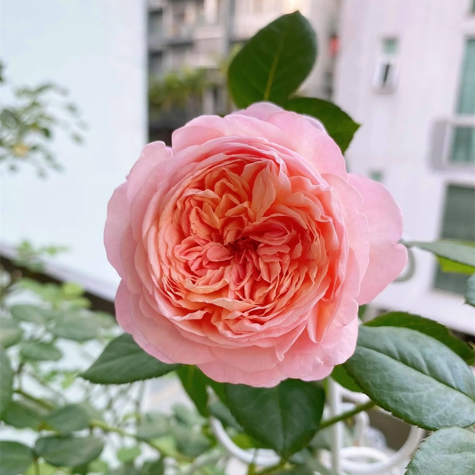 许木木月季玫瑰浓香大花