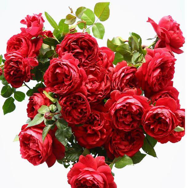 玫瑰国度的天使抗病大花爬藤拱门藤本正红色-许木木,鲜花速递/花卉仿真/绿植园艺,月季/蔷薇/玫瑰,淘宝优惠券,粉丝福利购,淘宝优惠卷