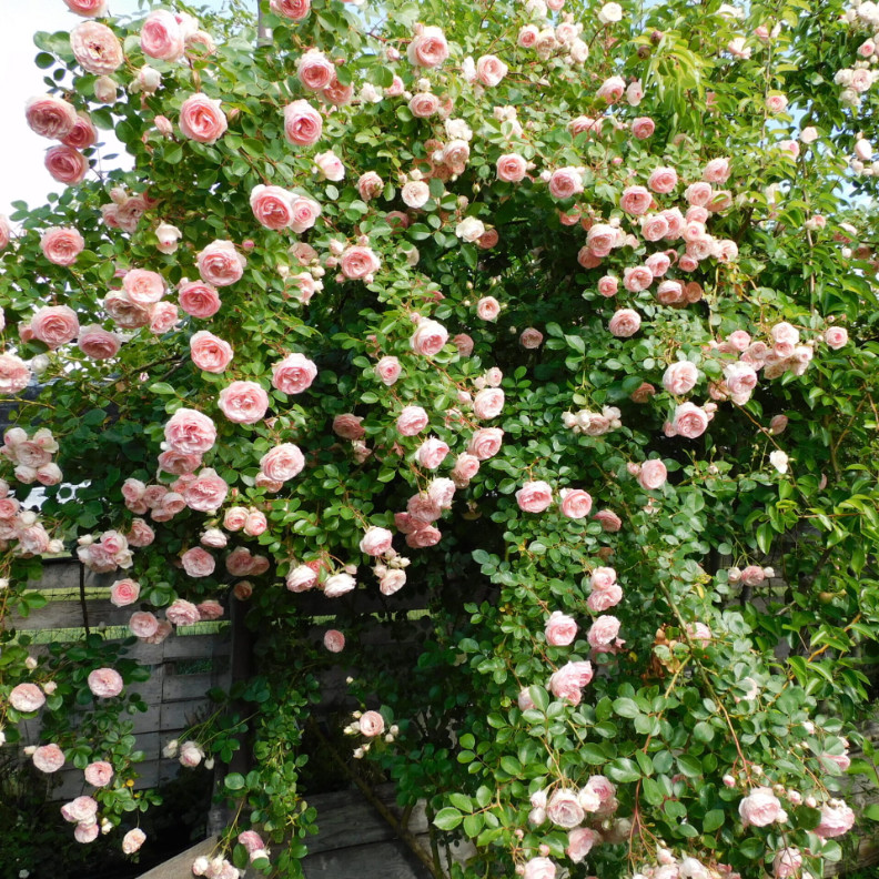 藤小伊藤本小伊甸园月季藤本复色月季楼顶庭院月季花苗-许木木