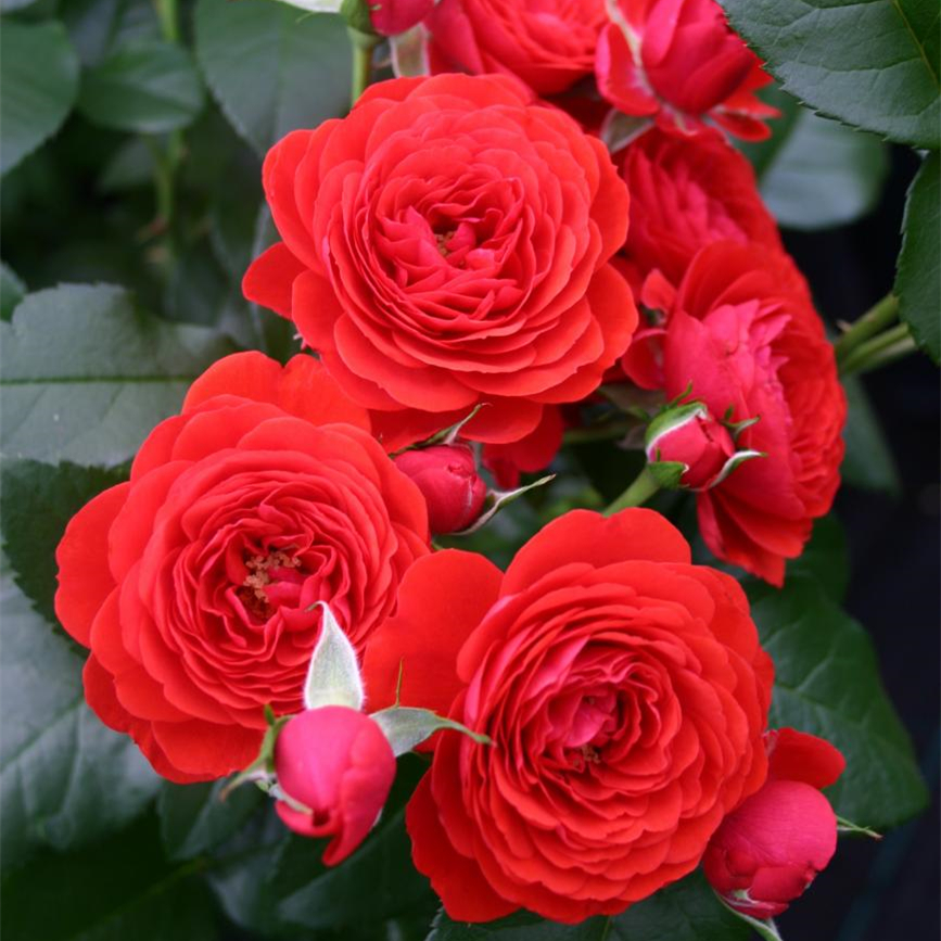 月季庭院玫瑰许木木多季节