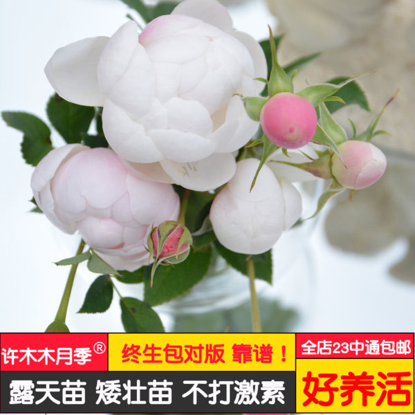 许木木月季玫瑰多季节开花