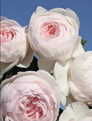 克里斯蒂娜公爵夫人尘世天使浓香欧月盆栽花卉庭院阳台-许木木