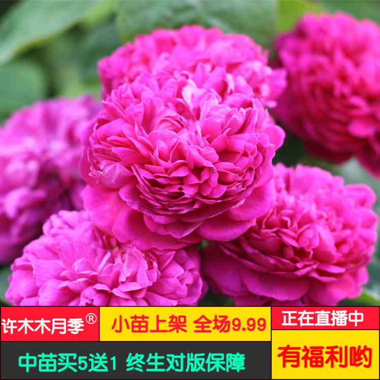 雷士特玫瑰 灌木月季浓香丰花品种可食用玫瑰抗病月季-许木木月季