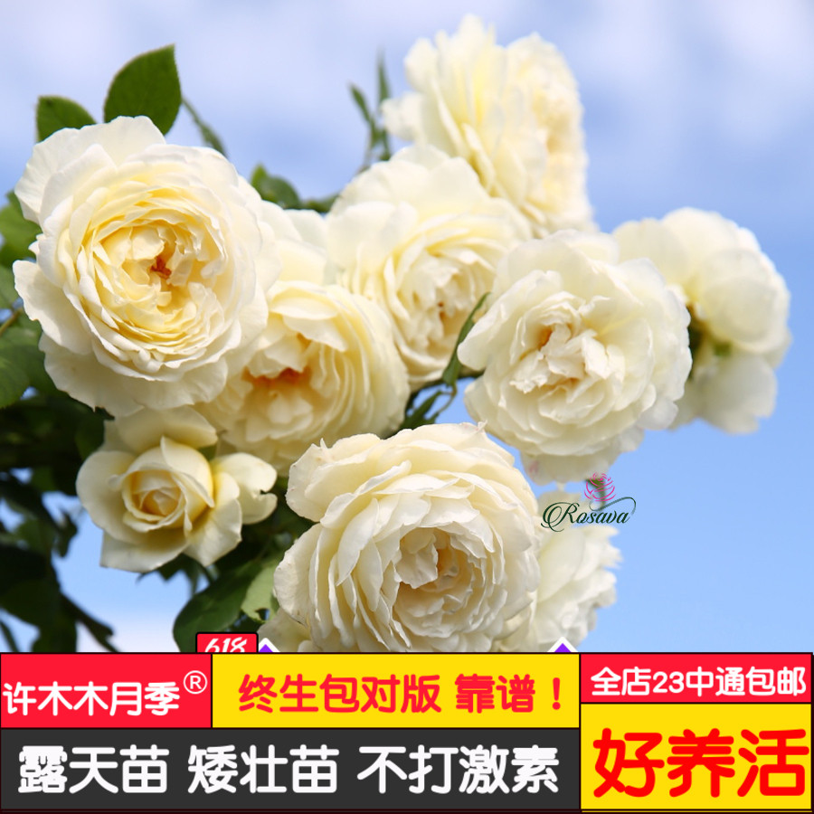 克莱尔奥斯汀 藤本月季浓香水果香耐寒强重复盛开（容易开黄花）