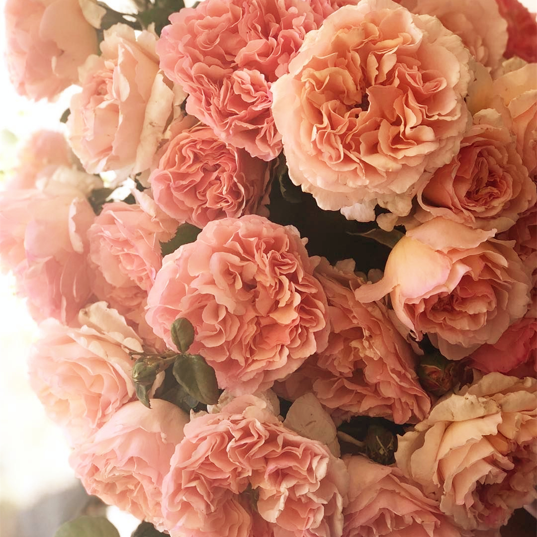 切花月季许木木浓香盆栽