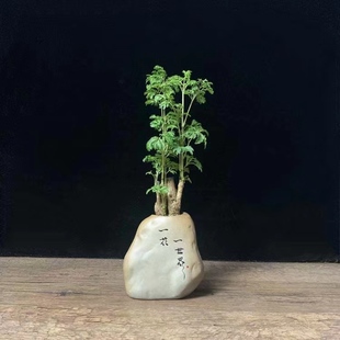 细叶森桩盆景羽叶福禄桐绿植物老桩招财树植物禅意盆栽室内好养