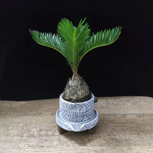 苏铁绿植室内好养植物办公室凤尾焦耐寒花卉四季常青门口招财铁树