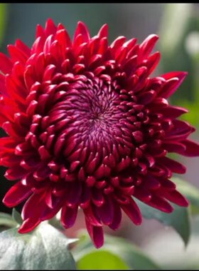 【带花苞发货】墨菊大盆栽菊花苗室内外阳台花卉好养