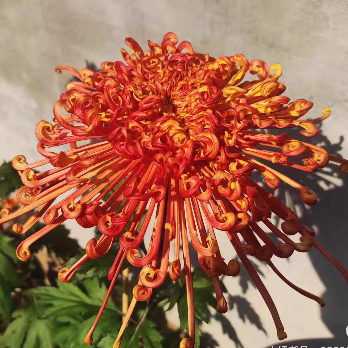 洛浦抚琴菊花苗盆栽带花苞球菊九月菊大花苗耐寒庭院好养