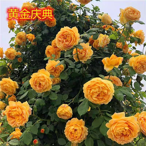 黄金庆典藤本月季花苗庭院植物室内盆栽玫瑰爬藤蔷薇花卉