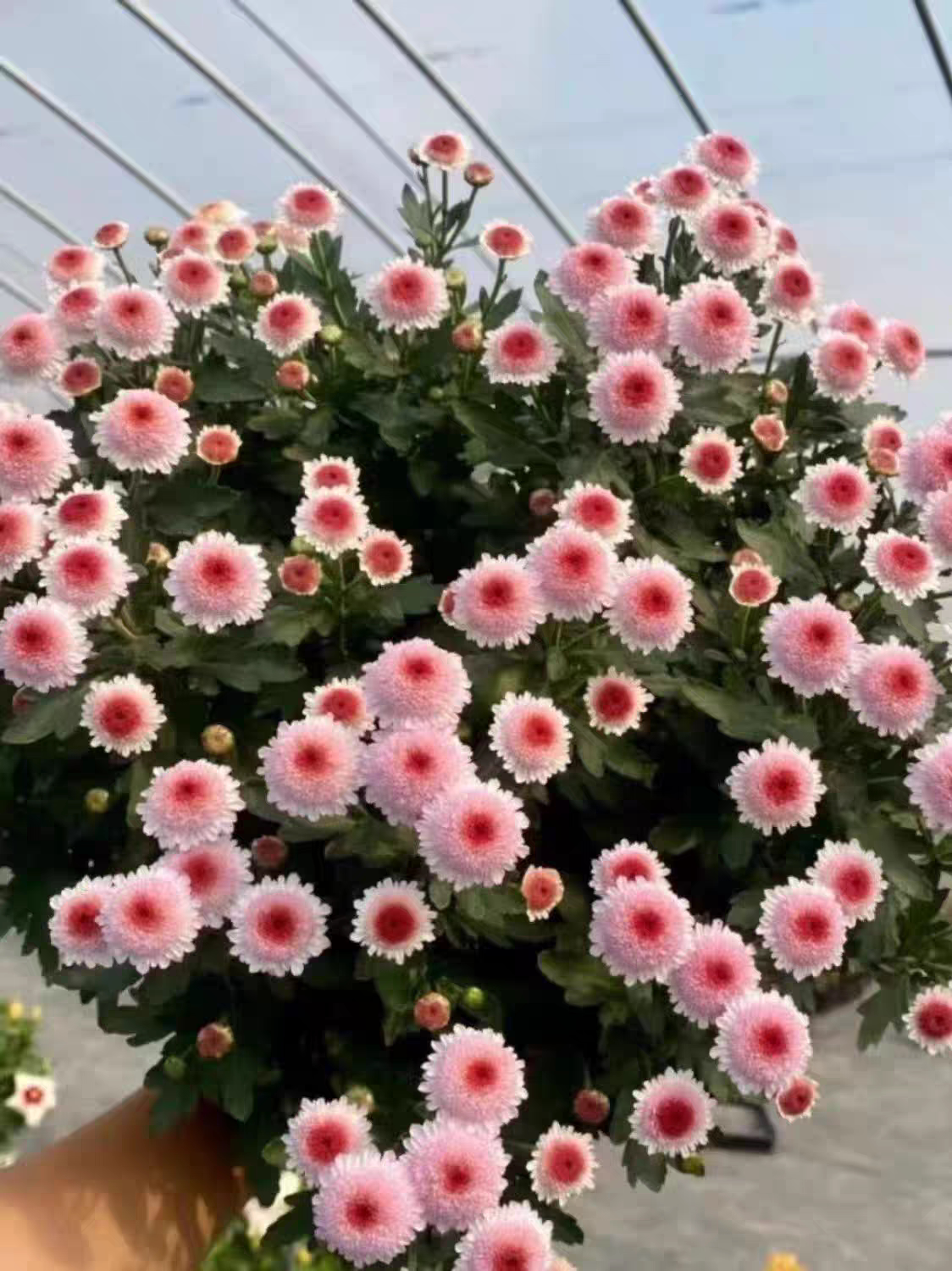 朱玉之卵菊花盆栽带花苞阳台庭院植物花卉花耐寒冻乒乓菊