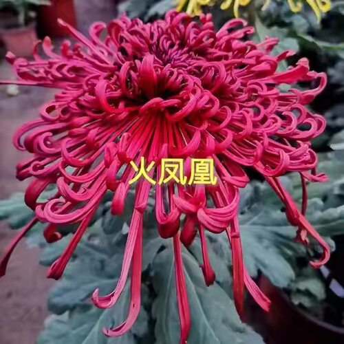 火凤凰菊花苗盆栽带花苞球菊九月菊大花苗耐寒庭院好养
